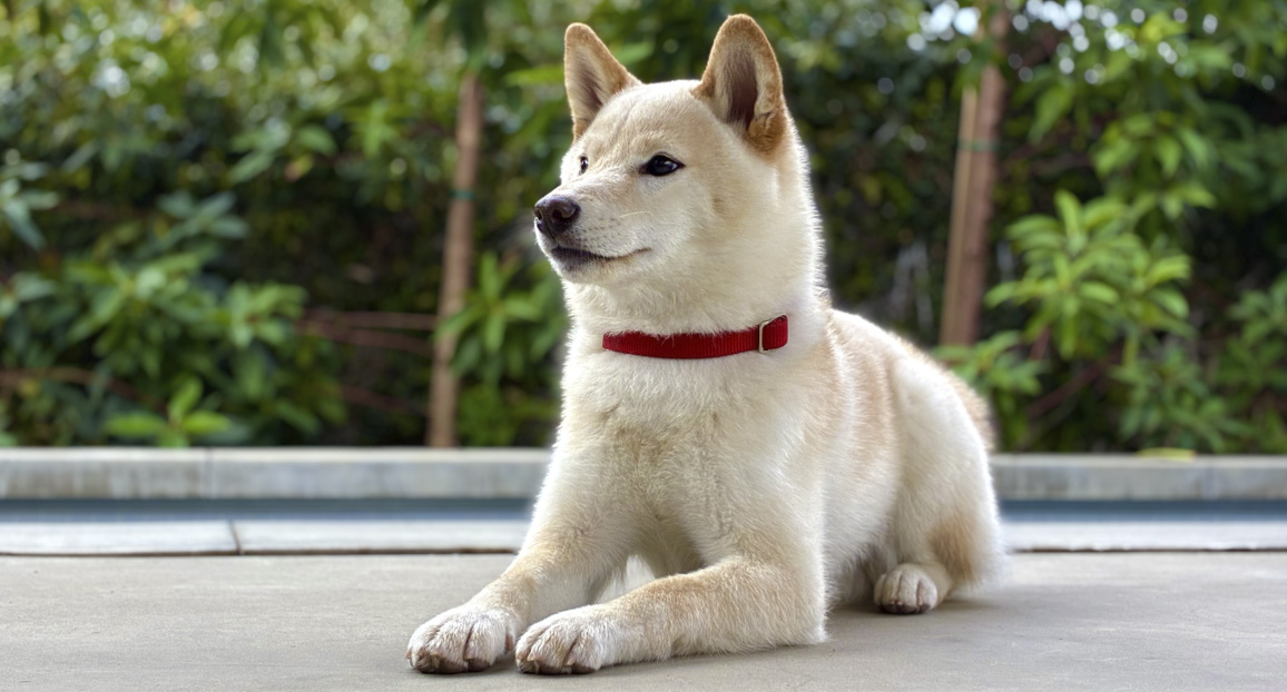 Iphone 17e - сверхдетальные фото и&nbsp;4K, 2-кратный зум&nbsp;и&nbsp;портреты нового поколения